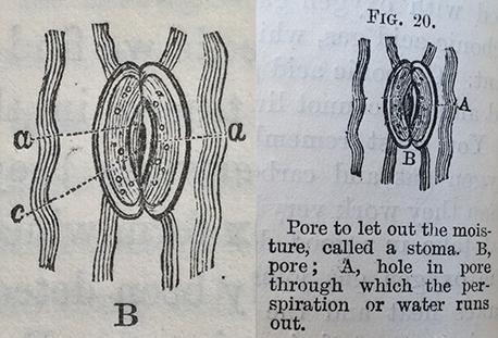 Vegetable physiology Carpenter electrotype imaging gardening british library