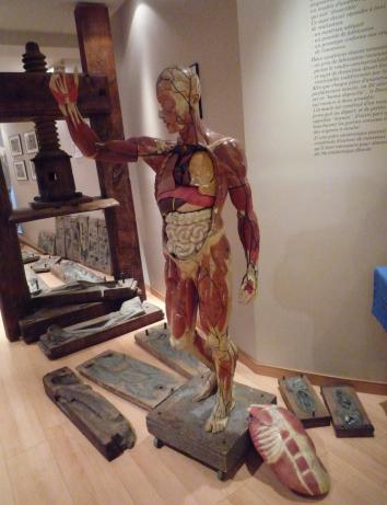 Molds used in model production of Auzoux’s papier-mâché factory and a model of the male body. Musee de l’Ecorché, Le Neubourg. Photo: A. Maerker.