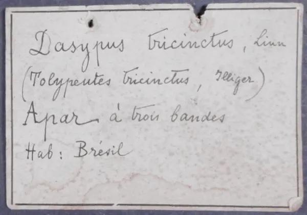 Étiquette ancienne du tatou à trois bandes du Sud