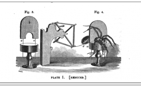 harvesting silk from spiders