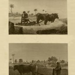 Depiction of a plough and a threshing machine, Egypt 1823